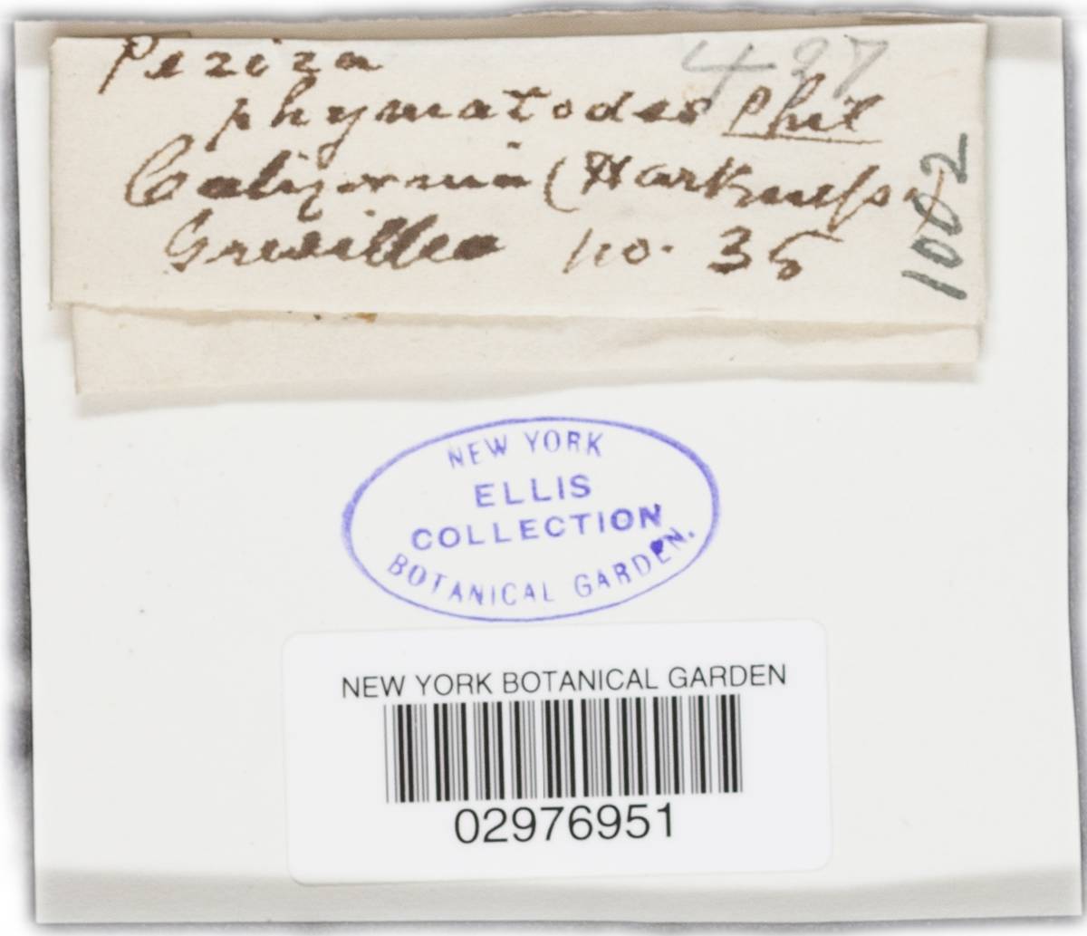 Orbilia phymatodes image