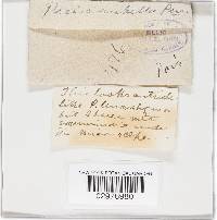 Hyalinia rubella image