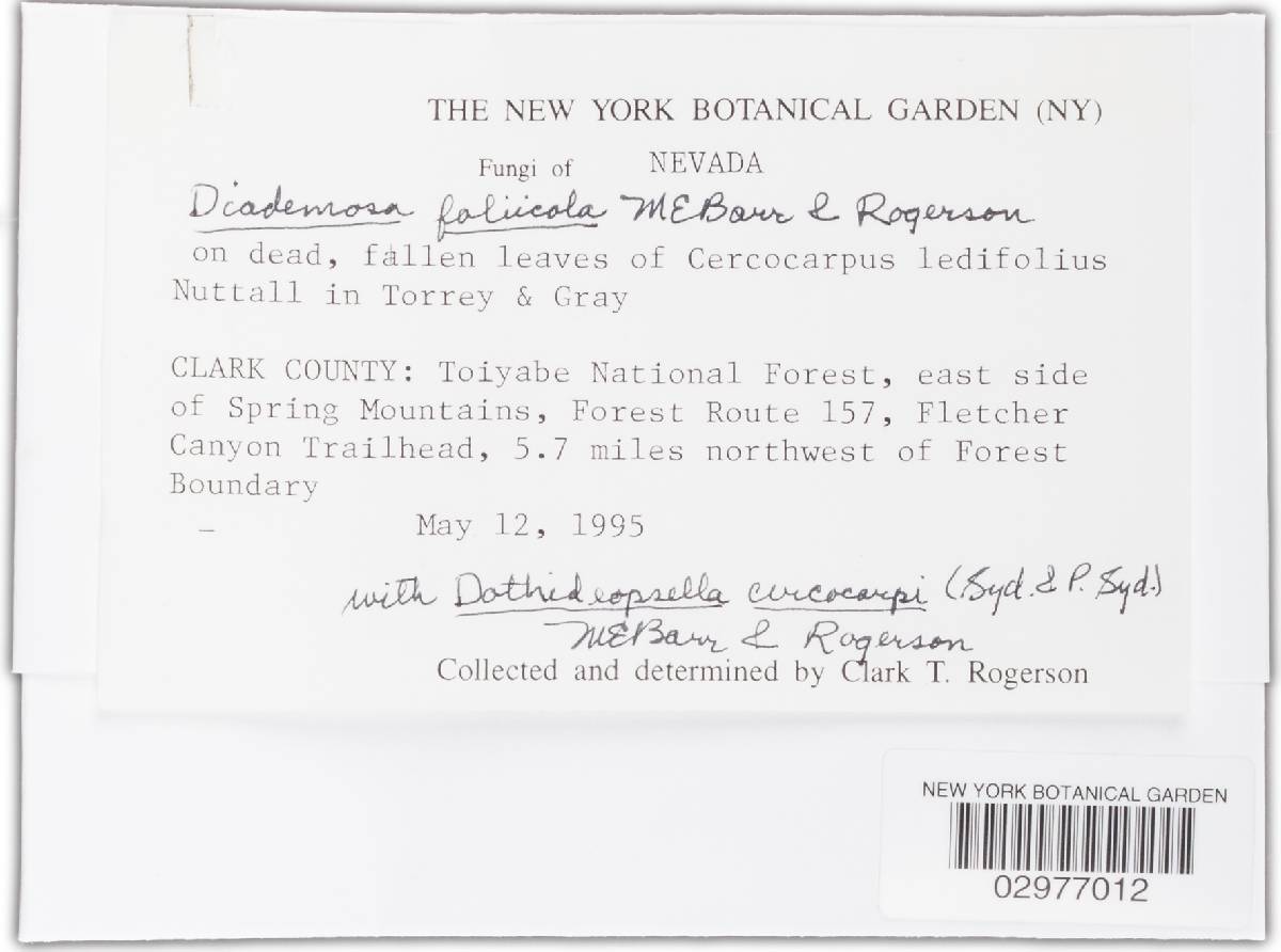 Diademosa foliicola image