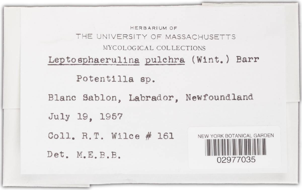 Leptosphaerulina pulchra image