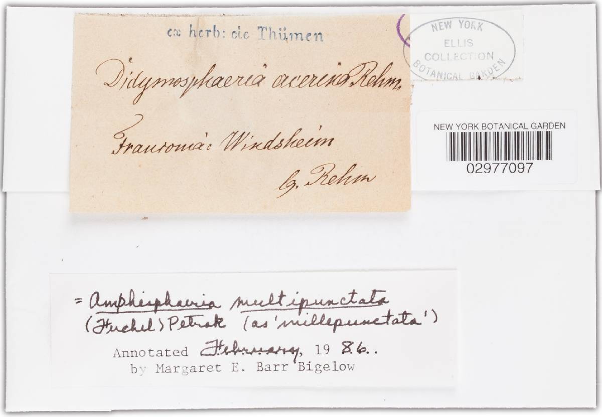 Amphisphaeria millepunctata image