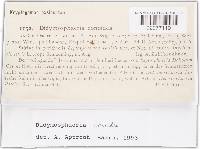 Didymosphaeria conoidea image