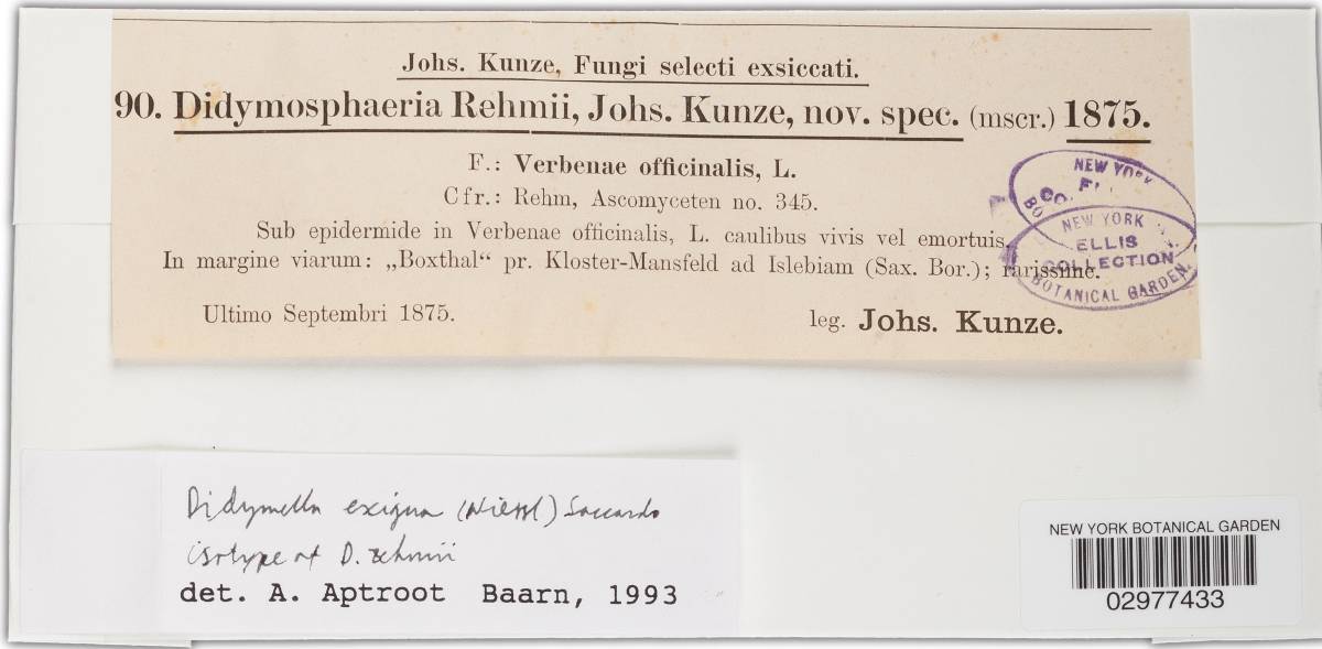 Didymella rehmii image