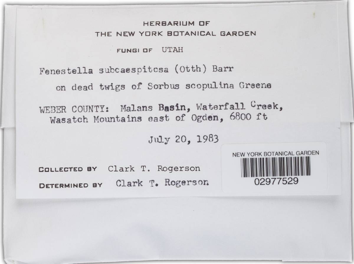 Cucurbitaria subcaespitosa image
