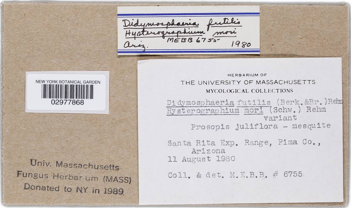 Didymosphaeriaceae image