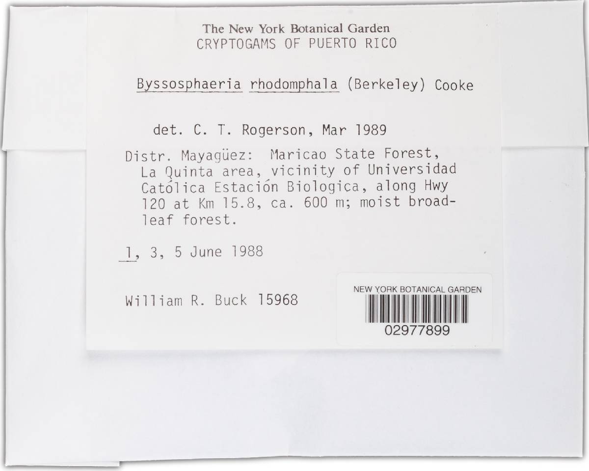 Byssosphaeria rhodomphala image