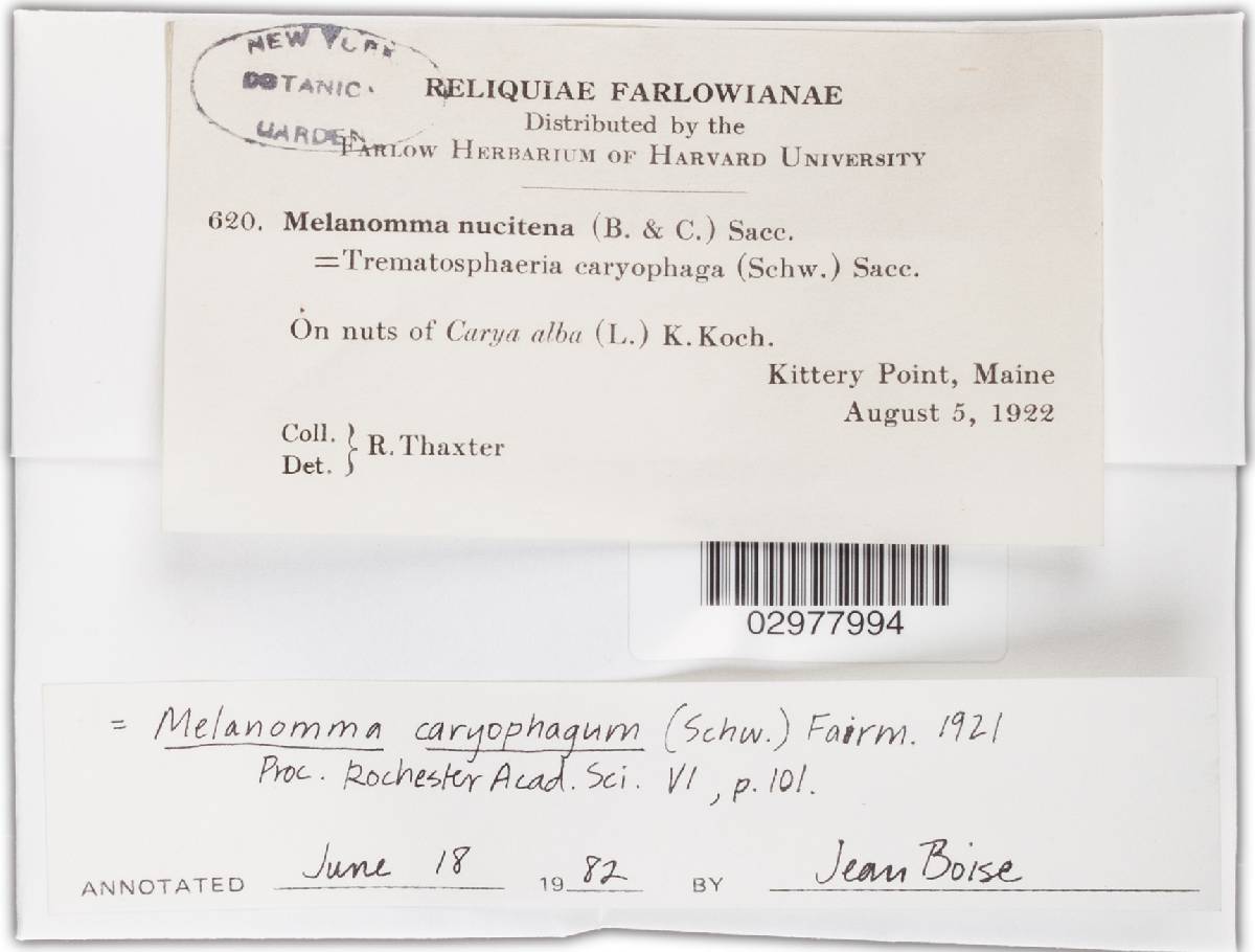 Melanomma caryophagum image