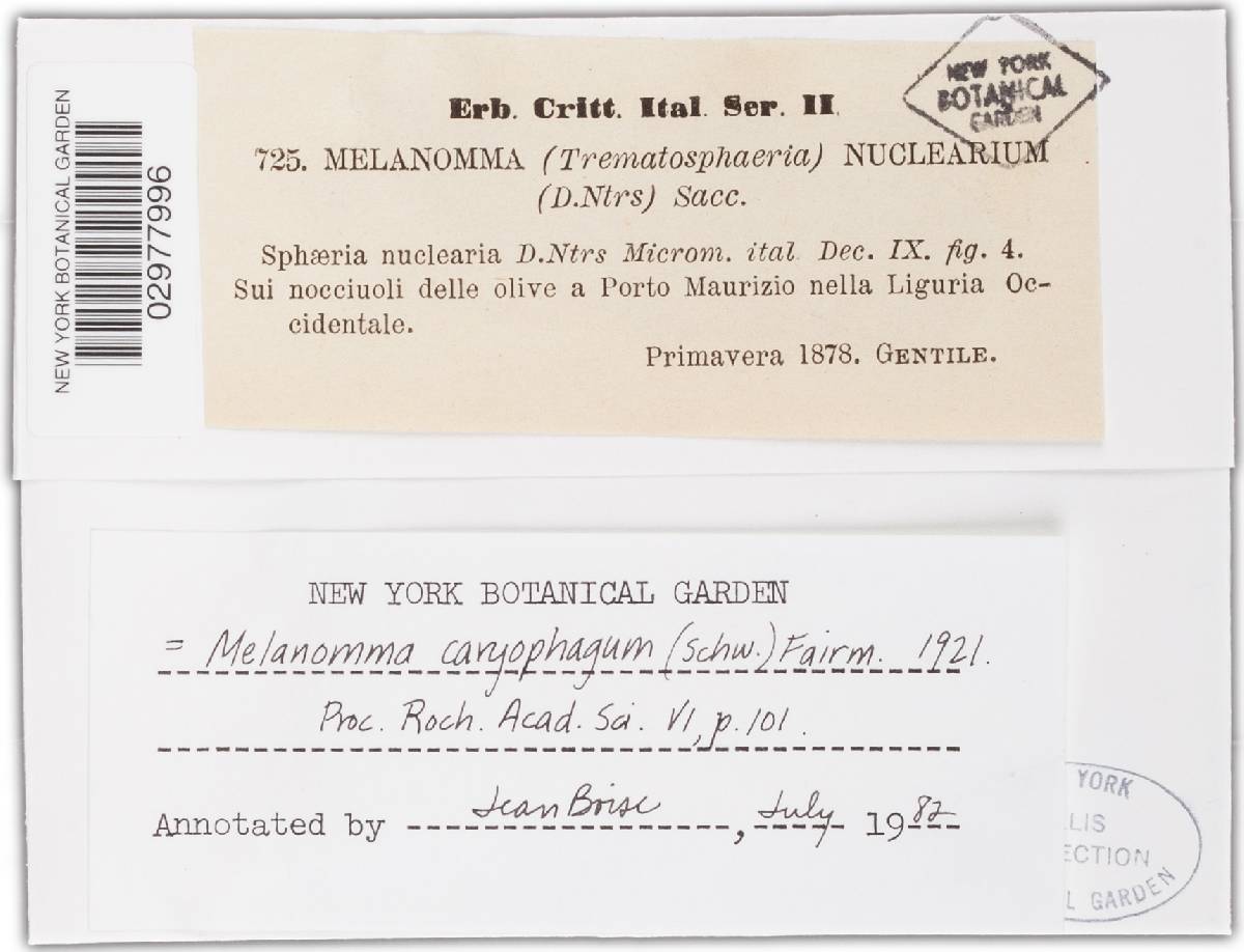 Melanomma caryophagum image