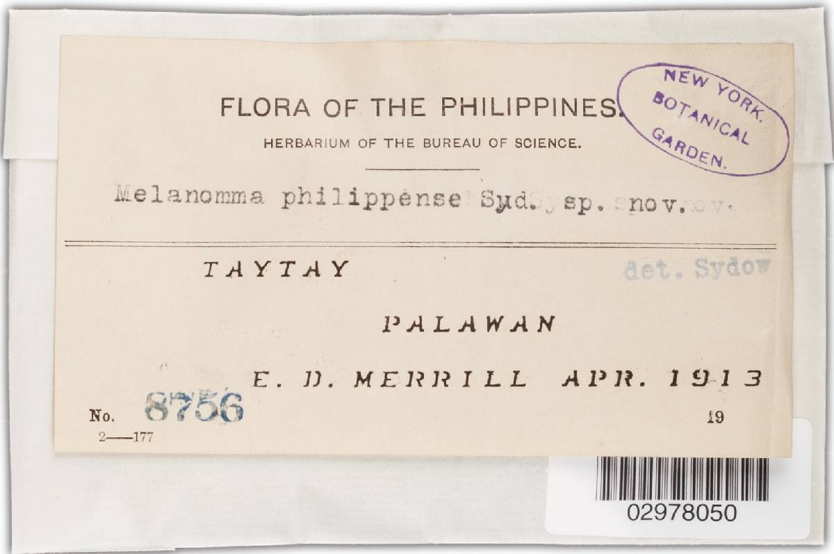 Melanomma philippinense image