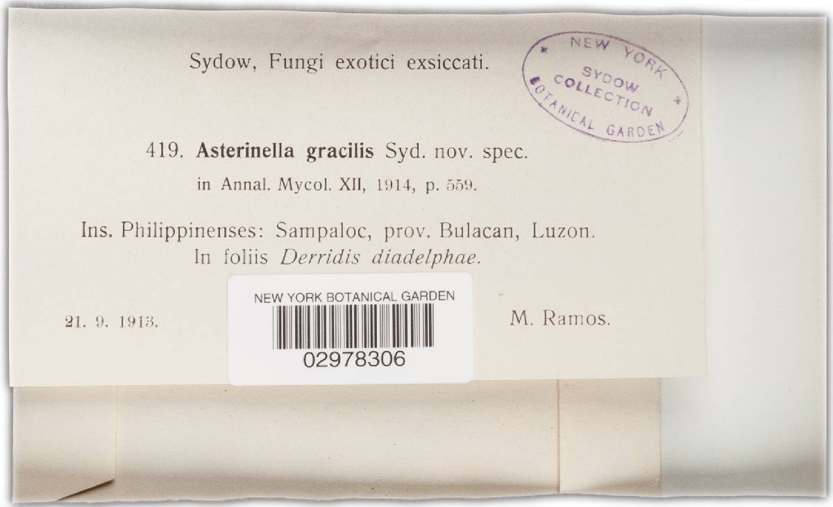 Asterinella gracilis image