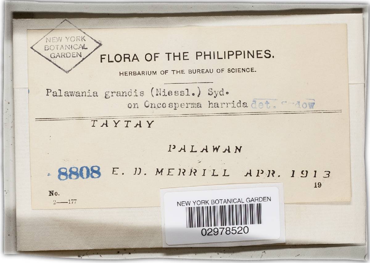 Palawania grandis image