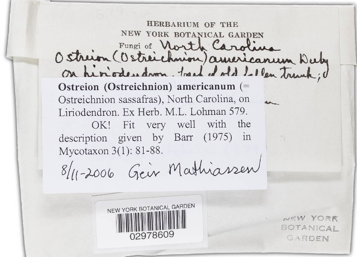 Ostreichnion sassafras image