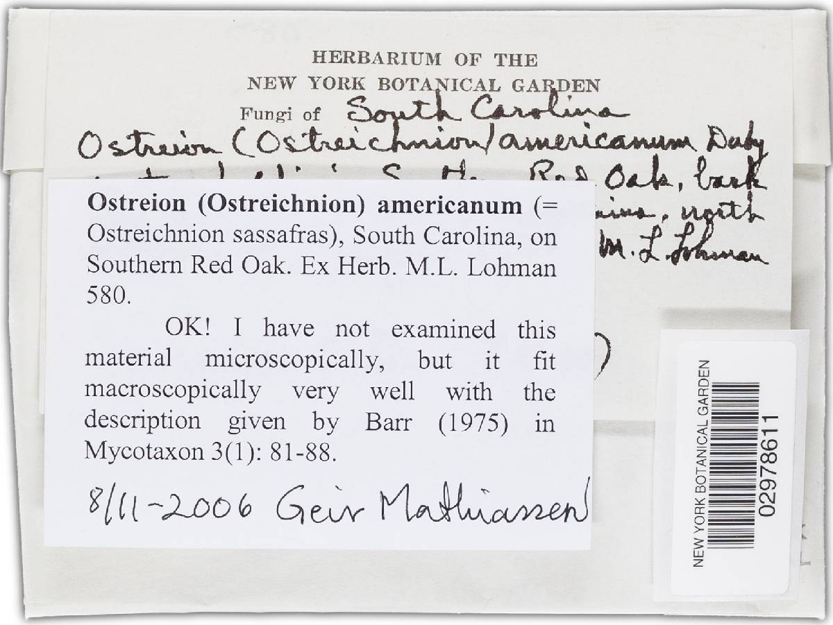 Ostreichnion sassafras image
