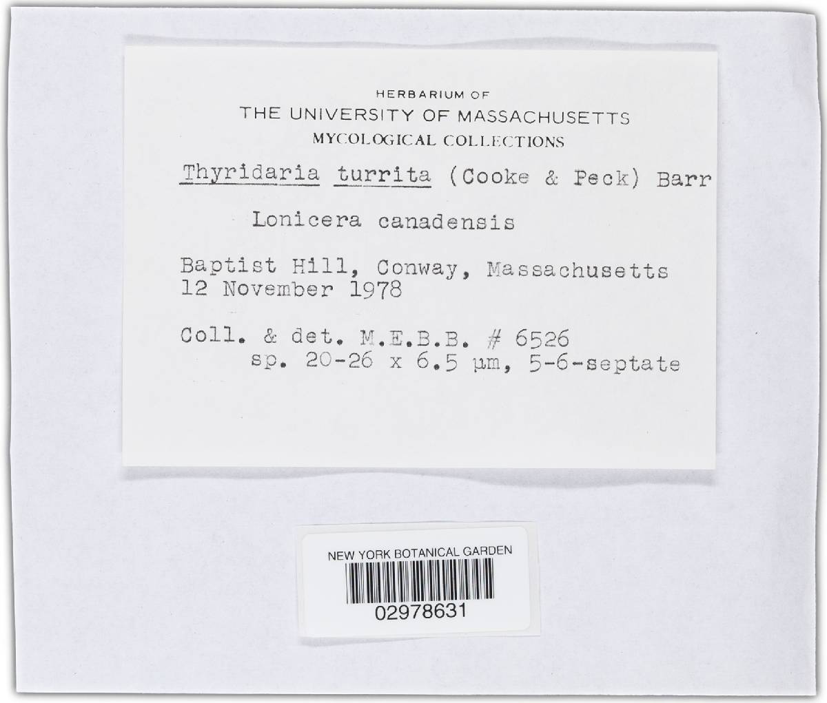 Thyridaria turrita image