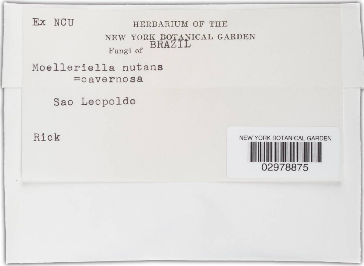Moelleriella nutans image