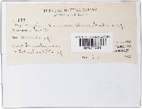 Myriangina miconiae image