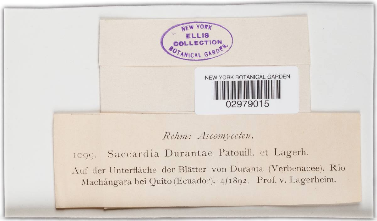 Saccardia durantae image