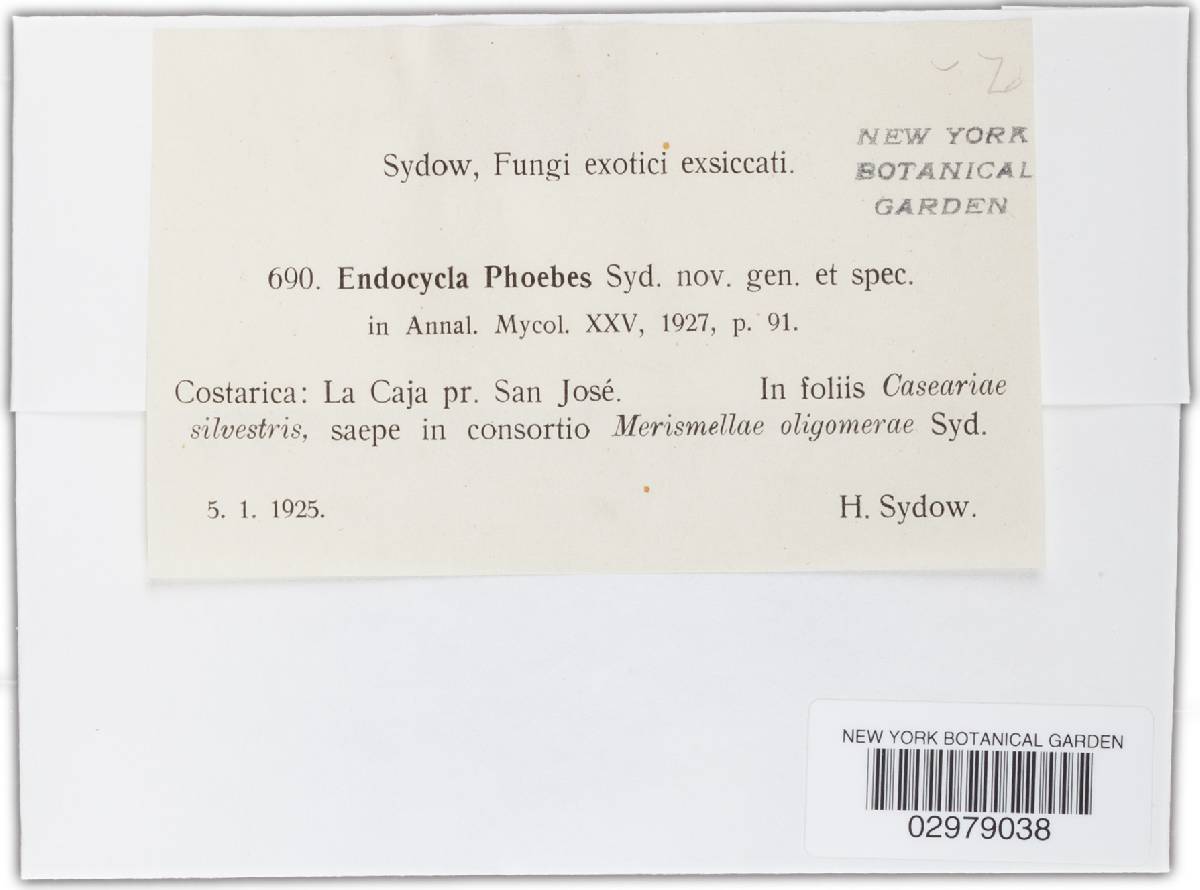 Endocycla phoebes image