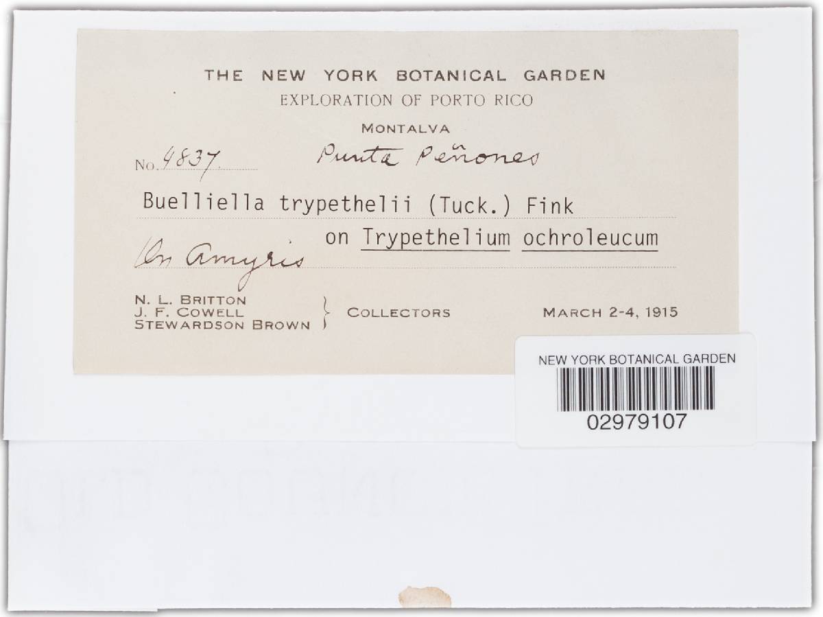 Buelliella image