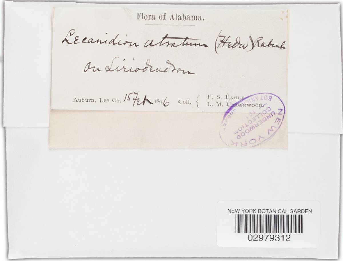 Patellaria atrata image