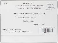 Patellaria atrata image