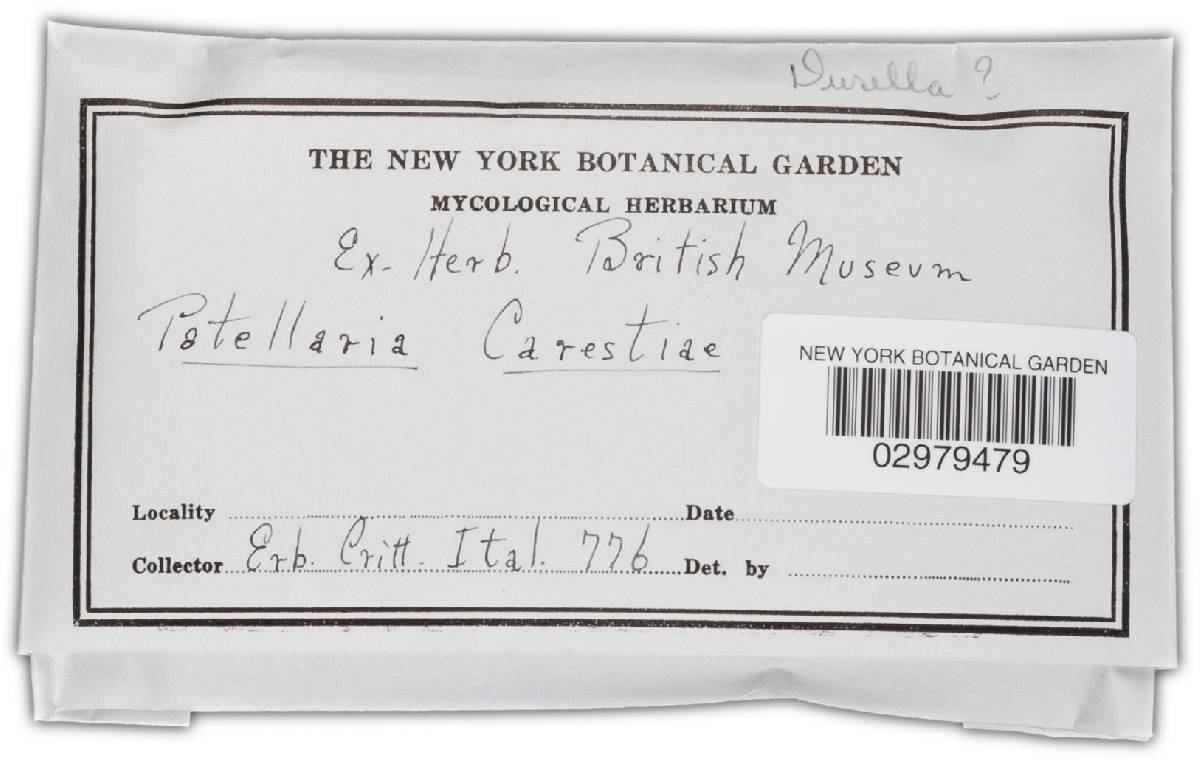 Durella carestiae image