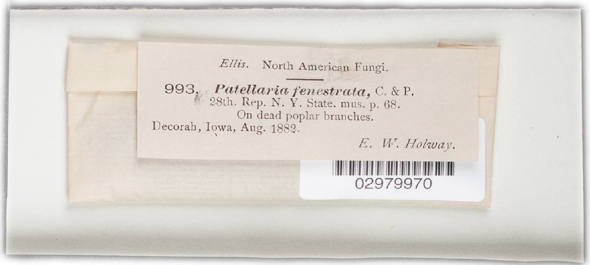 Tryblidaria fenestrata image
