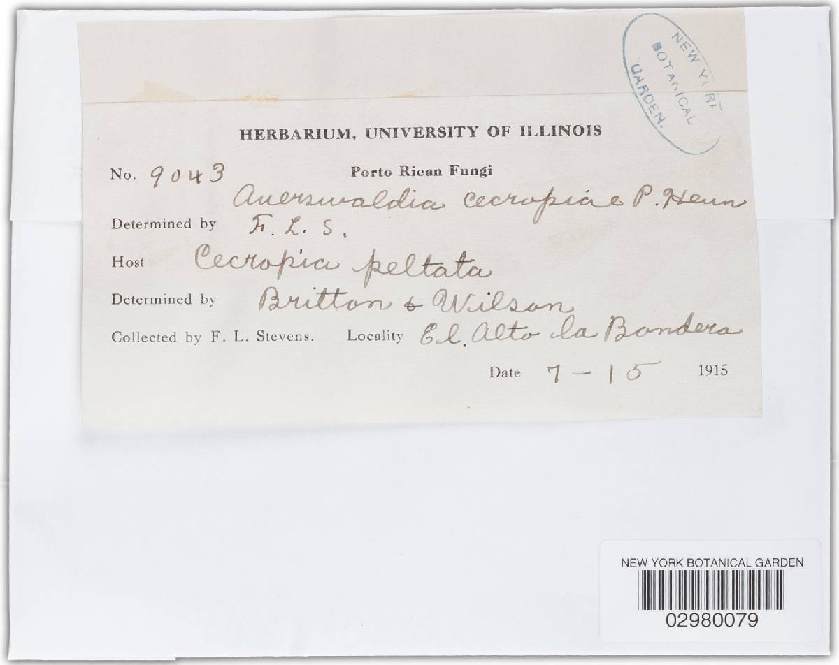 Phyllachora cecropiae image