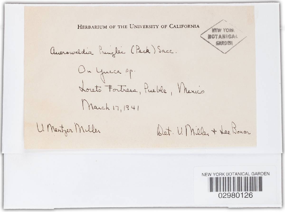 Apodothina image
