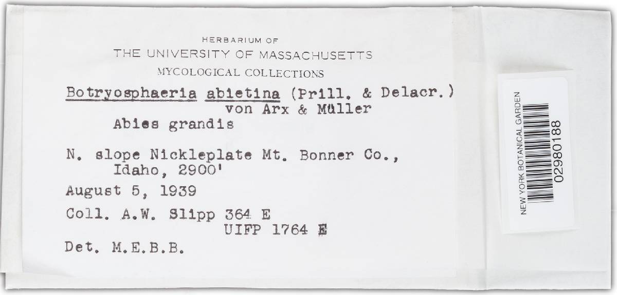 Botryosphaeria abietina image