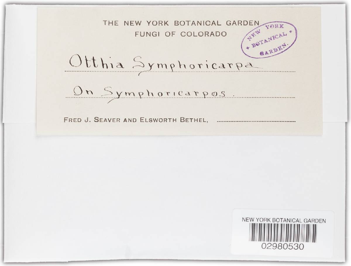 Dothidotthia aspera image