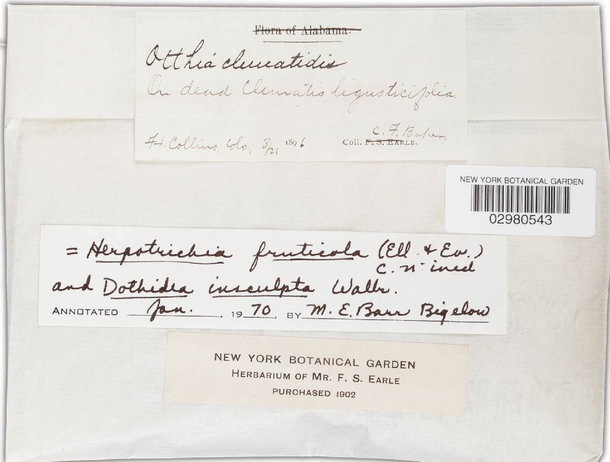 Dothidotthia fruticola image