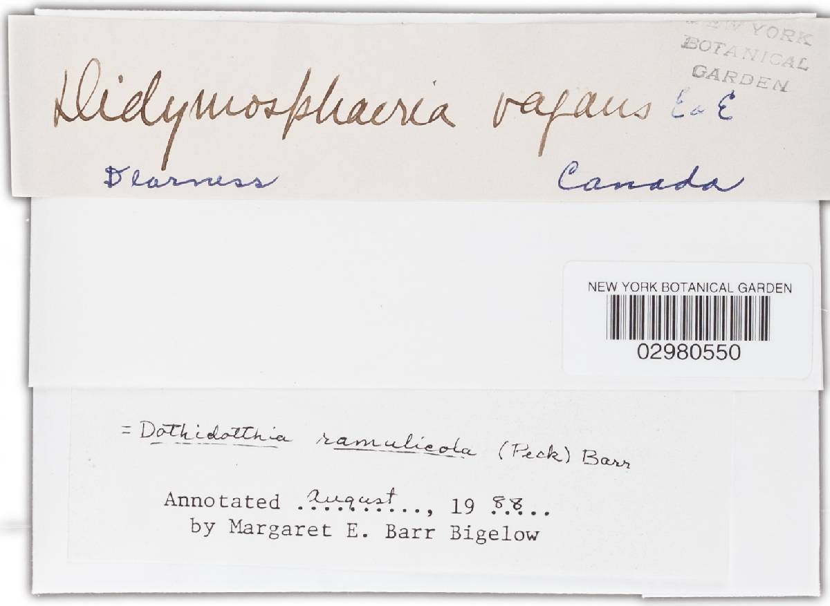 Dothidotthia ramulicola image