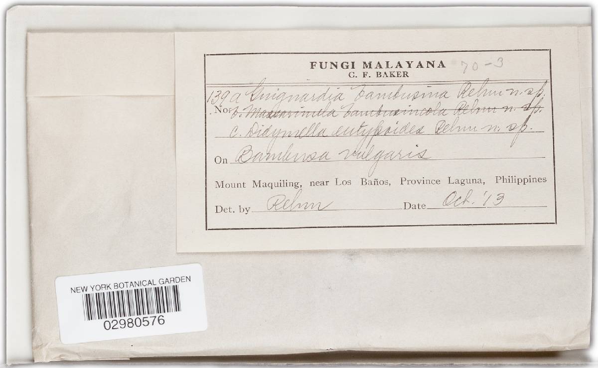 Guignardia bambusina image