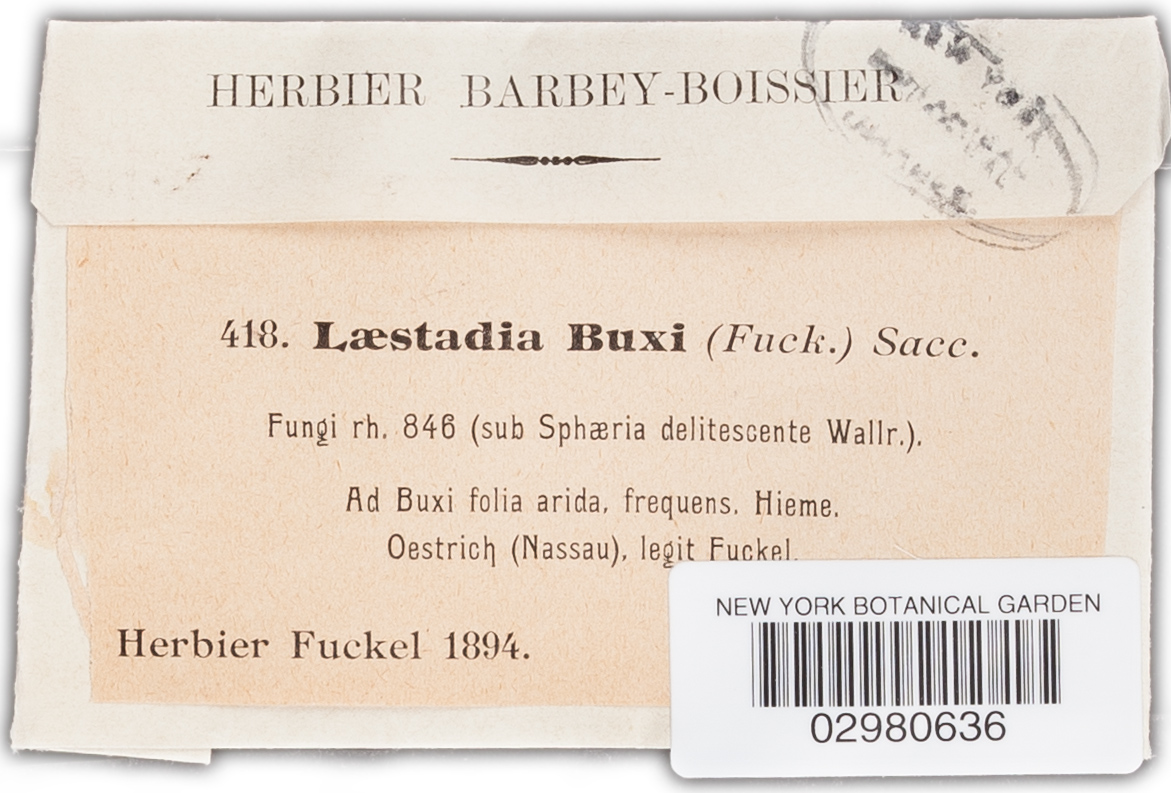 Guignardia buxi image