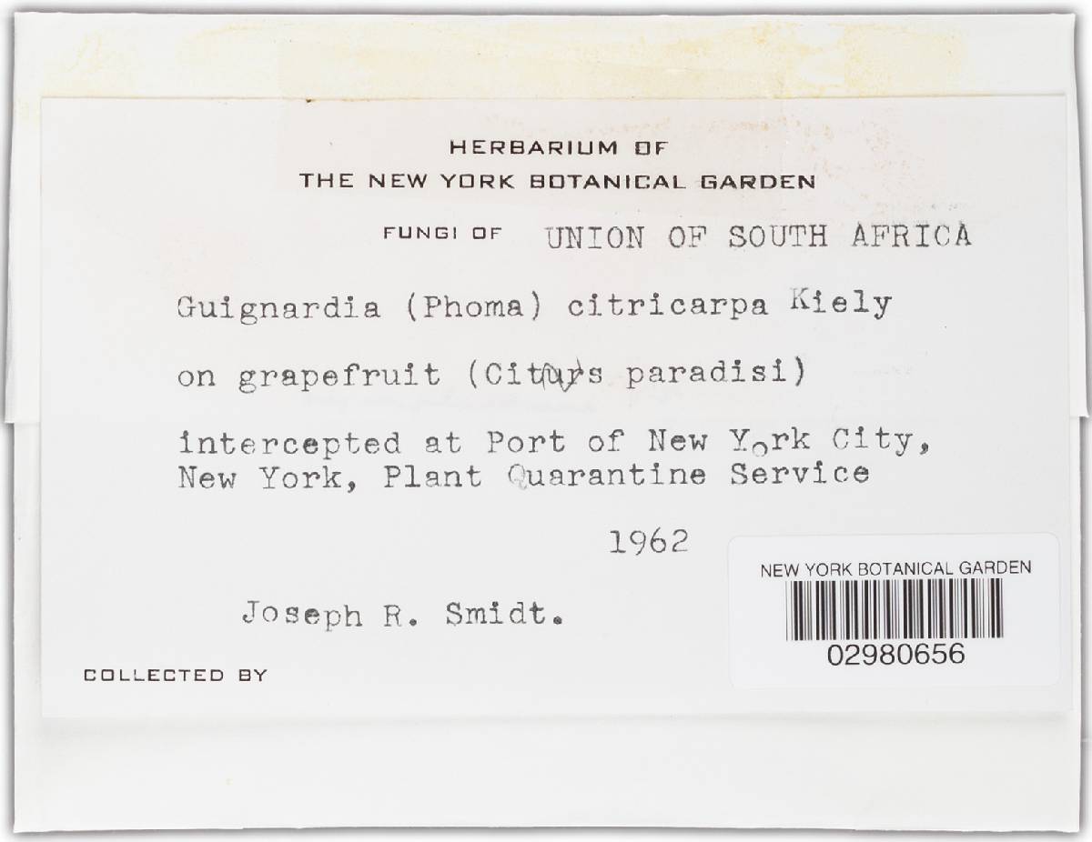 Guignardia citricarpa image