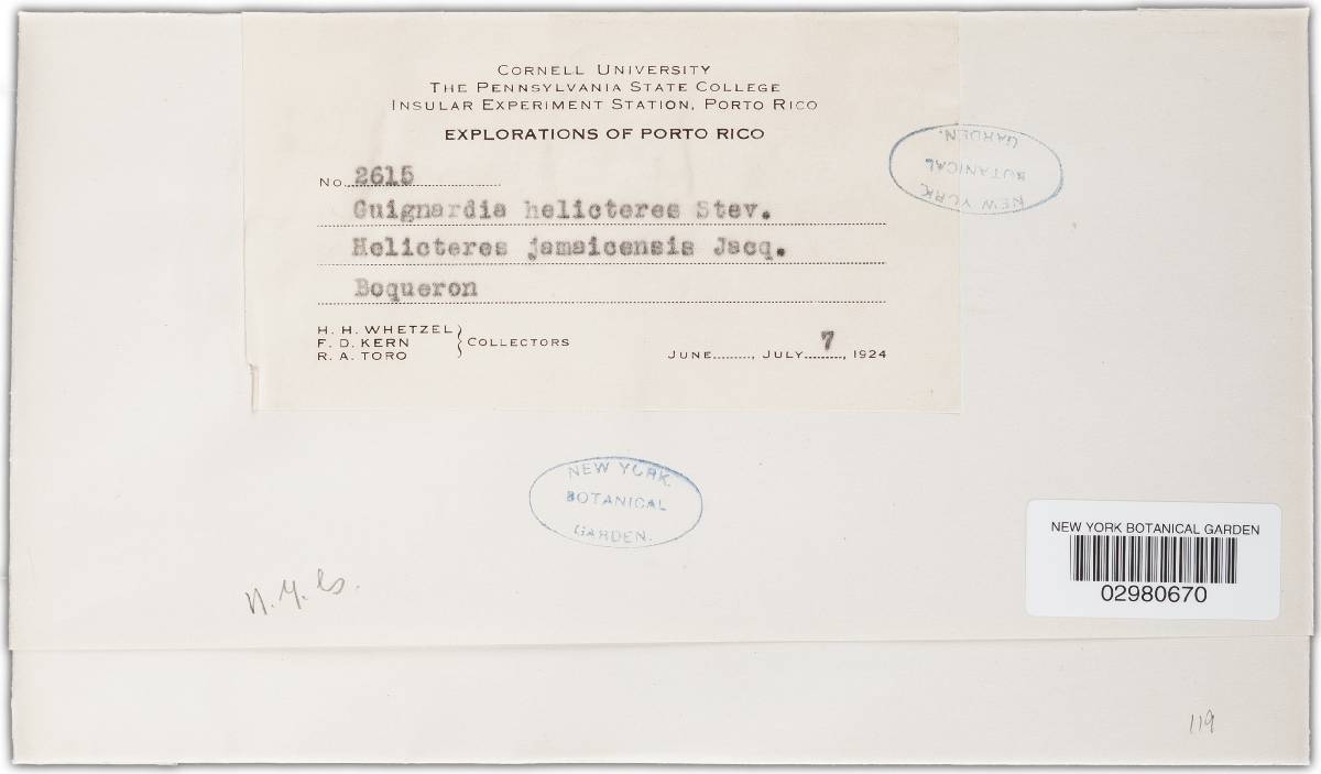 Guignardia helicteres image