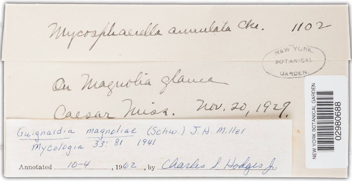 Guignardia magnoliae image