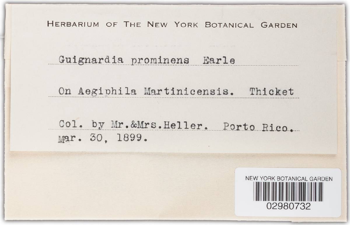 Guignardia prominens image