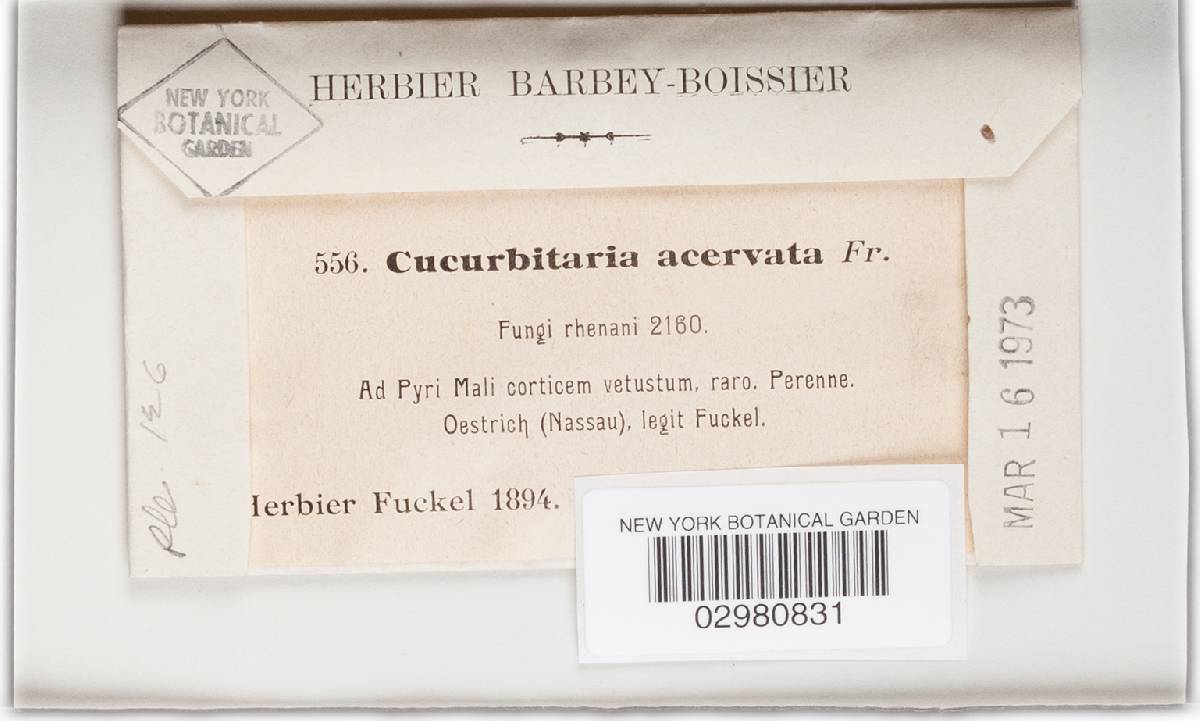 Cucurbitaria acervata image