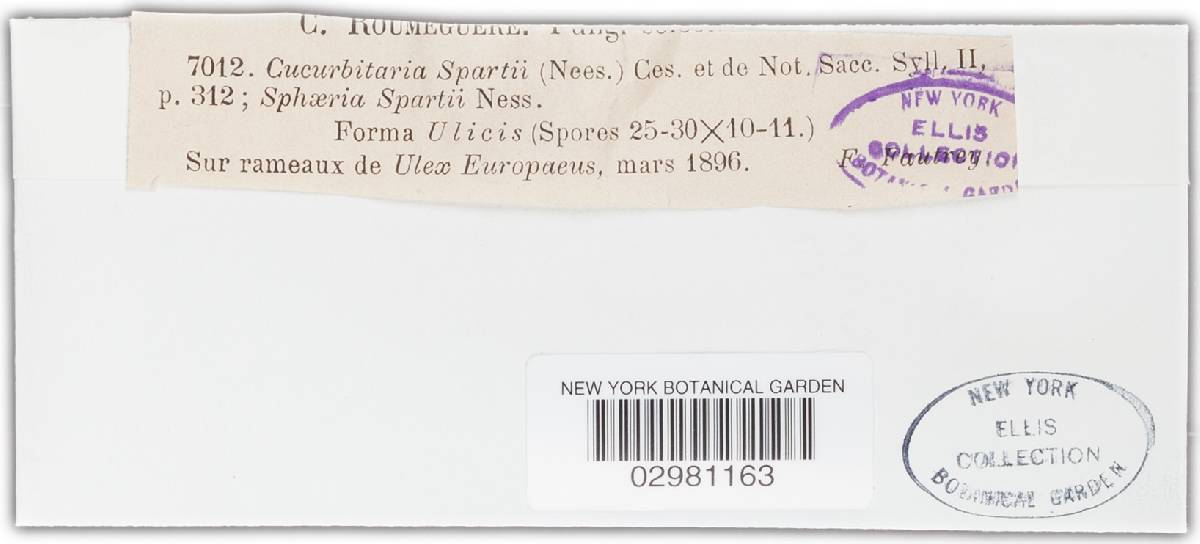 Cucurbitaria spartii image