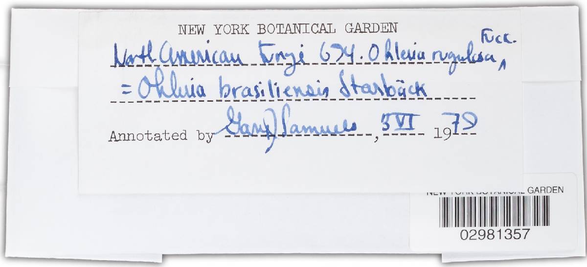 Ohleria rugulosa image