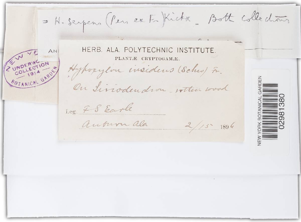 Immotthia hypoxylon image