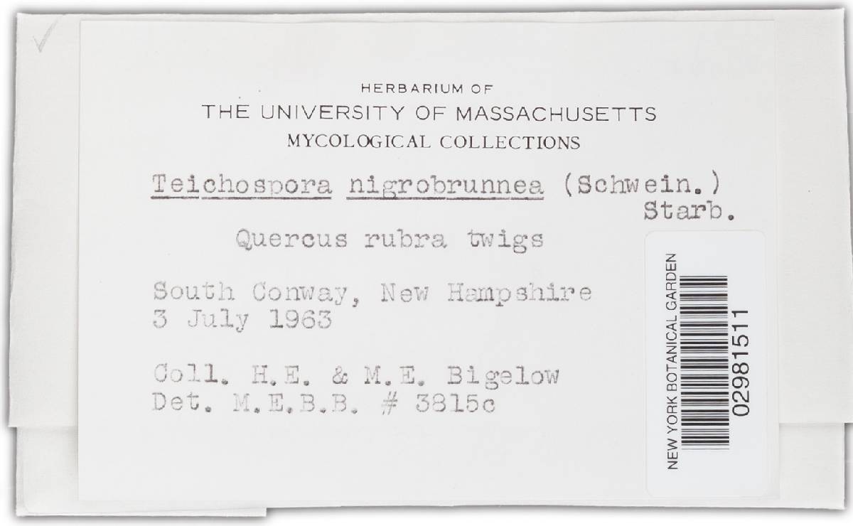 Teichospora nigrobrunnea image