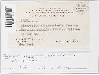 Pseudoperisporium erigeronicola image