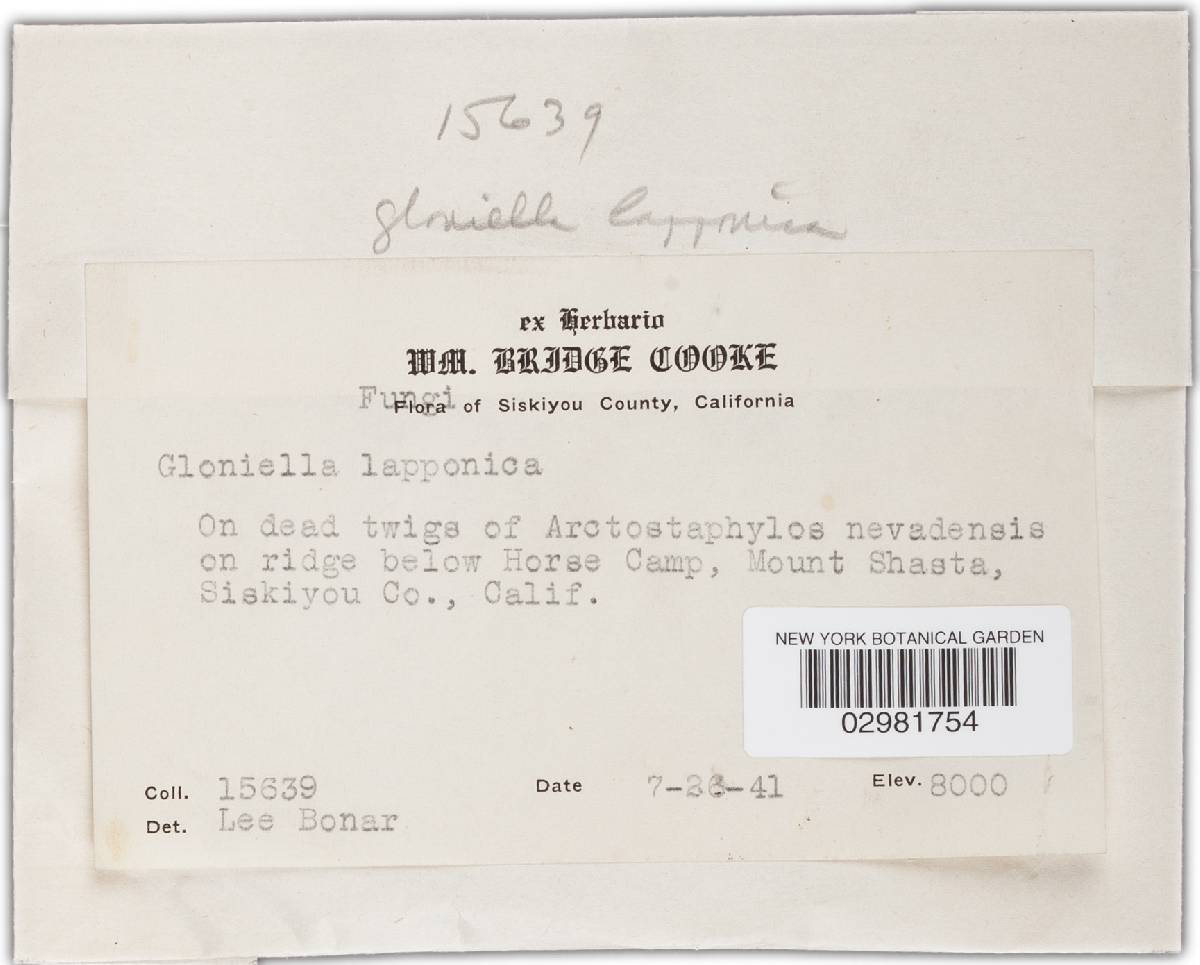 Gloniella image