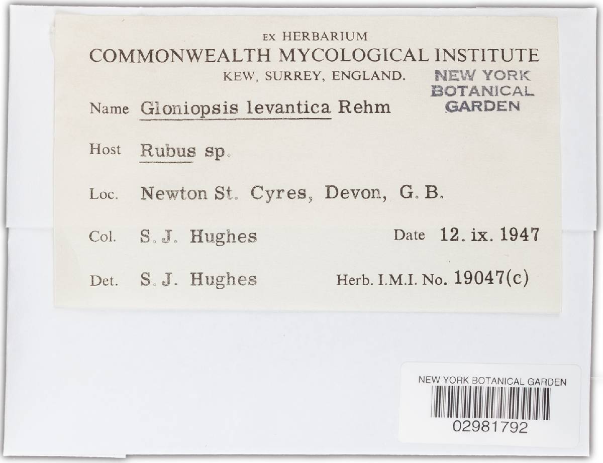 Gloniopsis levantica image