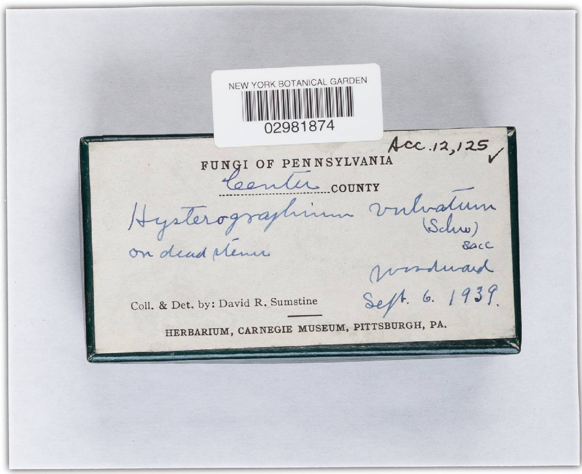 Hysterographium ruborum image