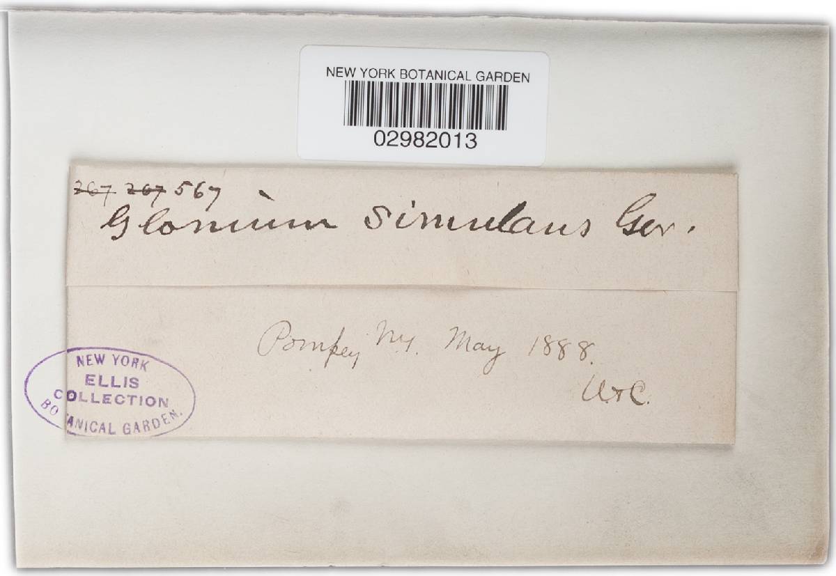 Glonium simulans image