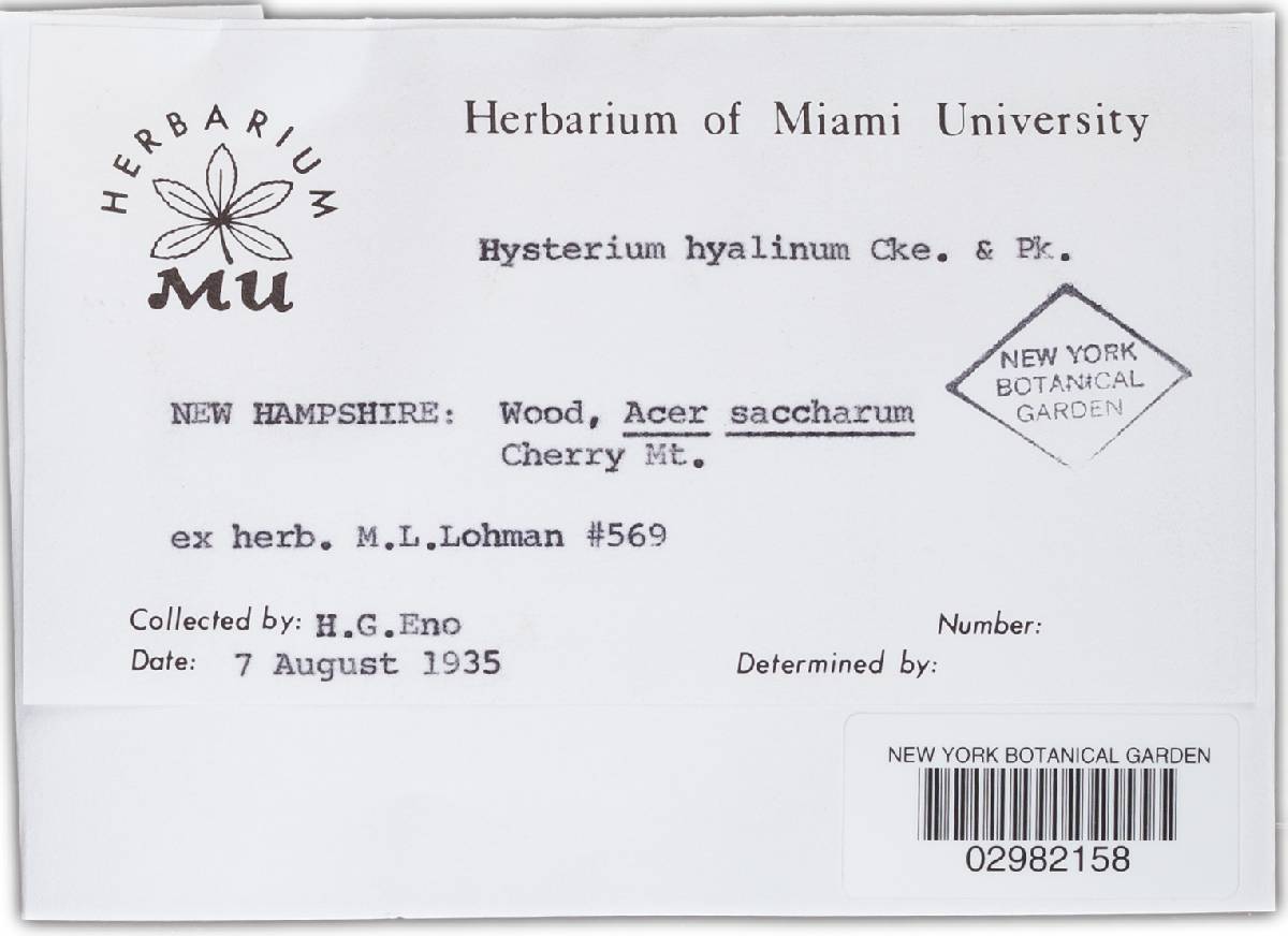 Colpoma image